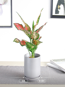 想让环境更绿？试试镇海绿植租赁的奇妙体验