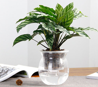 宁波慈溪花木租摆价格